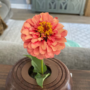 Meet your Posher, Sami